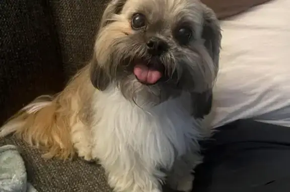 Missing dog Lake Worth, photo: Lost Senior Shih Tzu on Boat Club Rd