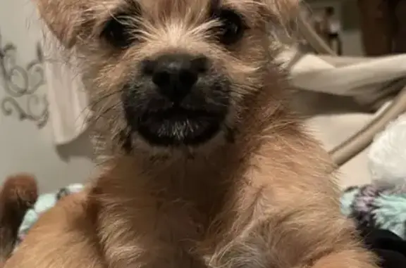 Lost Puppy Near Federal Blvd, Denver