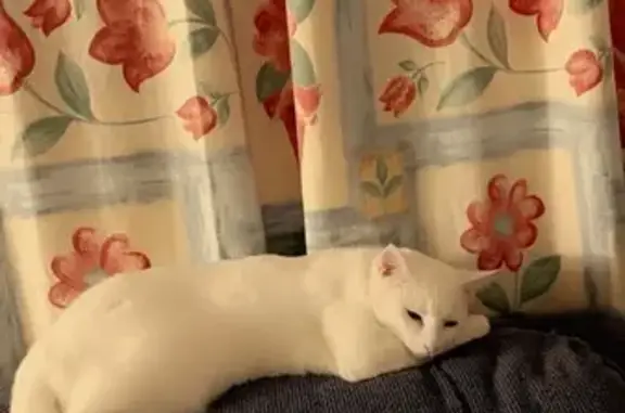 Lost White Cat with Green Eyes in Playford