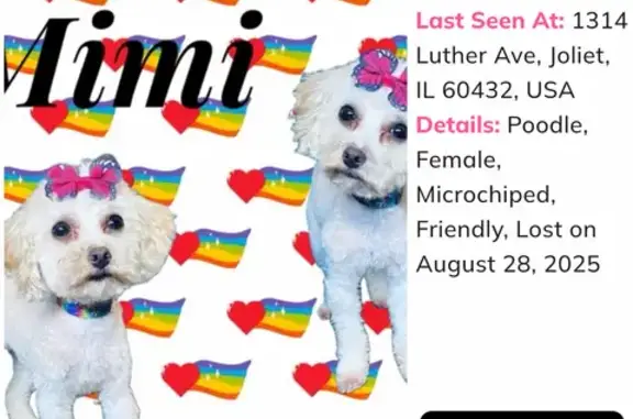 Lost Cream Toy Poodle on Luther Ave