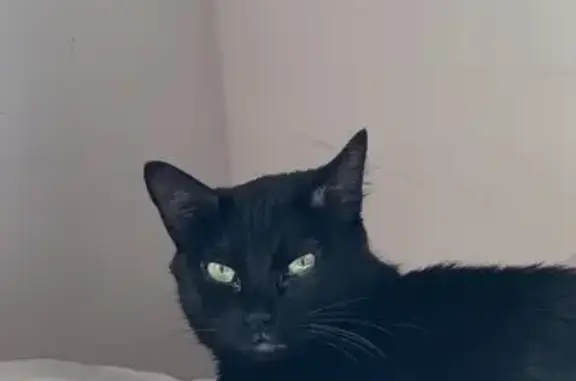 Lost Black Cat with Green Eyes in Banning