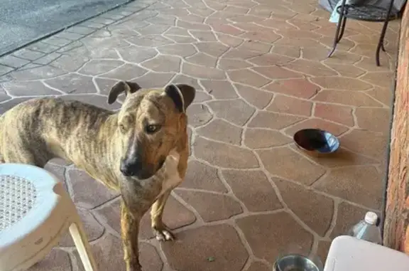 Friendly Found Dog: Angelo St,...