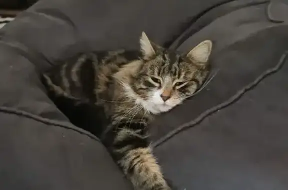 Lost Cat: Small, Green/Blue Eyes - Adelaide