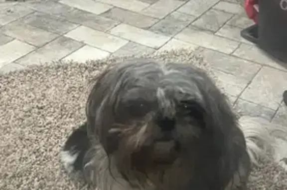 Lost pets Stone Mountain, photo: Lost Shih Tzu: Sweet, Timid & Chipped