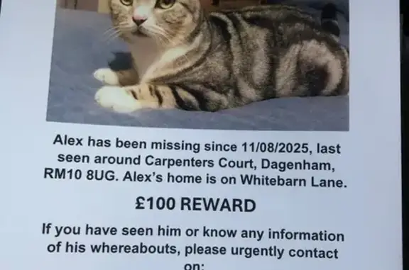 Lost Cat in Dagenham: Grey wit...