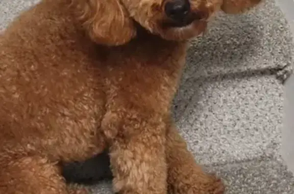 Lost Diabetic Dog: Bentley Needs Help!