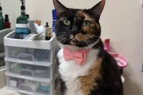 Lost Calico Cat: Split Face, NW 77th Ave