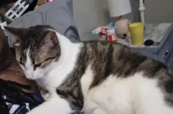 Missing cat Coon Rapids, photo: Lost Fluffy Cat: White, Brown & Tan