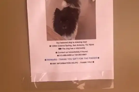 Lost and found pets , photo: Lost Dog Roy: Green Collar, $1000 Reward