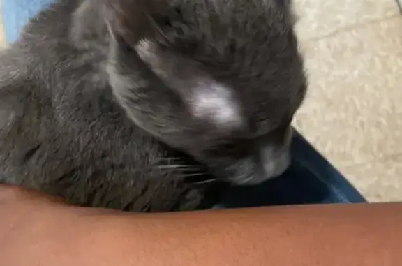Lost and found pets Chicago, photo: Lost Gray Cat: Pepper - Call 872-800-5310