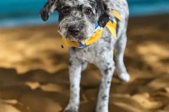Lost Dog: White Collar, Georgian Dr, Columbus