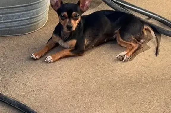 Lost Skittish Chihuahua: Windsor Dr, 14