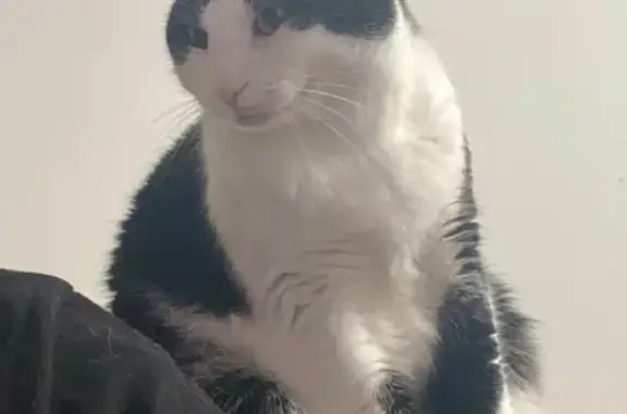 Missing Tuxedo Cat: Thorn Lane, Newark