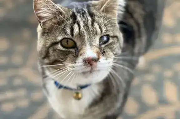 Lost Tortoise Cat: Red Collar, Prescott