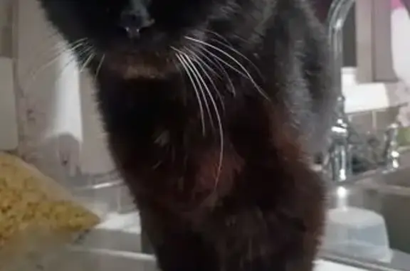 Lost Black Cat: Brookfield Rd, Brimfield