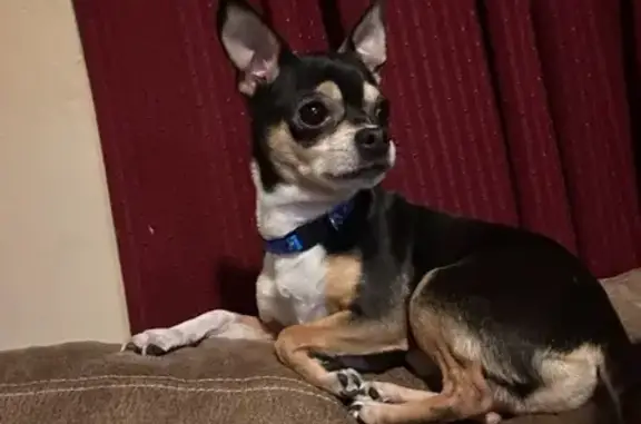 Lost Chihuahua: Puppers on East Whittier