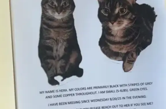 Lost Cat: Brown Stripes & Green Eyes