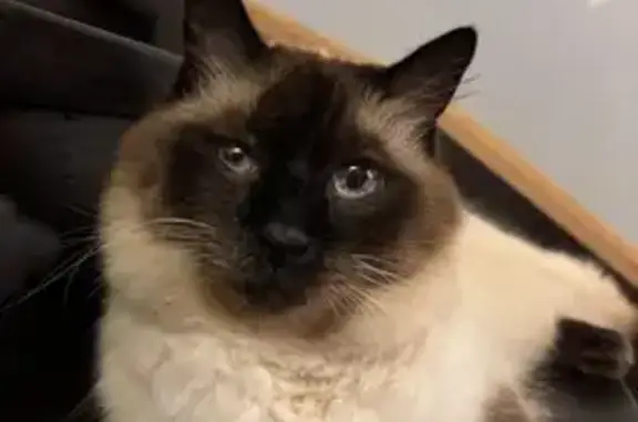 Help Find Toby: 12-Year-Old Fluffy Cat