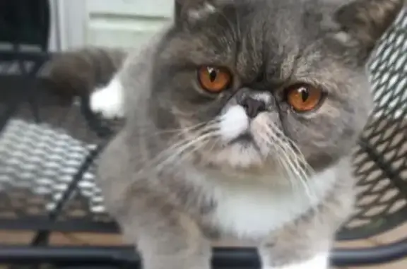 Lost Persian Cat: Gray/White, Copper Eyes