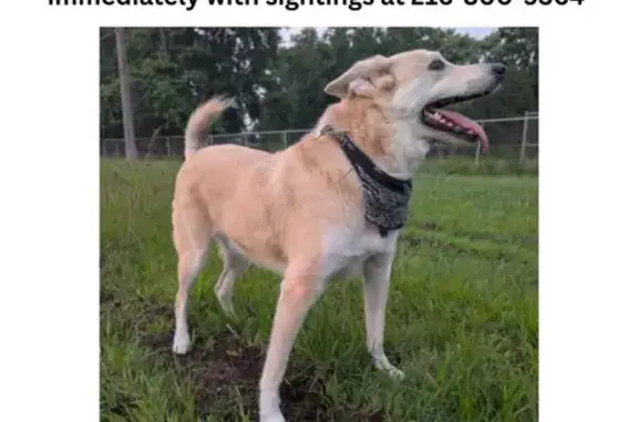 Missing dog Cleveland, photo: Lost Shepherd-Mix: Call with Sightings!
