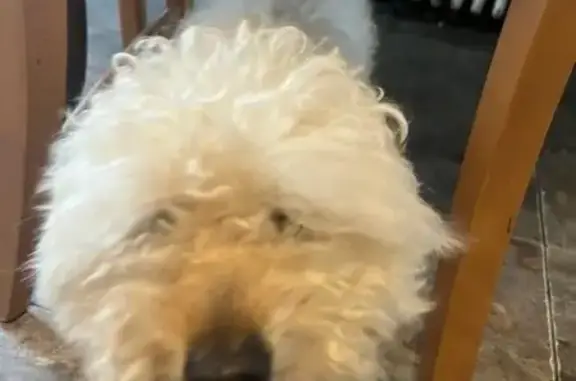 Lost Toy Poodle Marshall in Patchogue