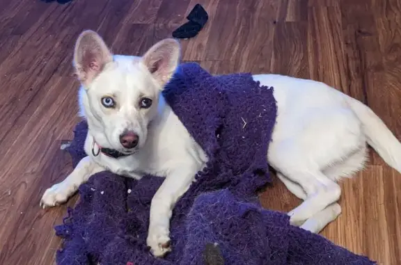 Lost Dog: White with Rust Spots, Help!