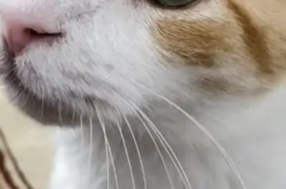 Lost Cat: Russell on Harbour St West