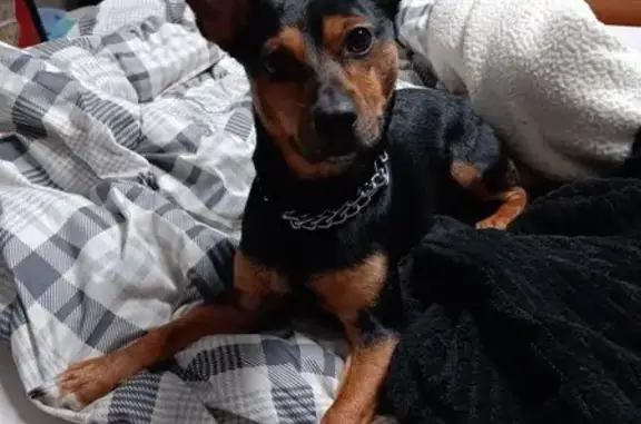 Lost Mini Doberman on Maryland Ave