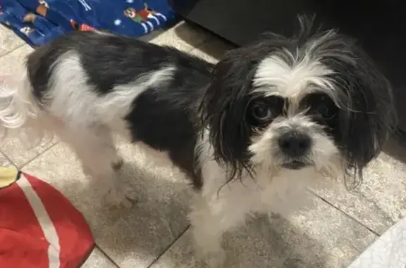 Found dog , photo: Found: Black & White Shih Tzu on Sutter Ave