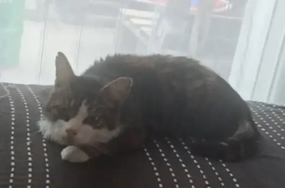 Chat perdu : Mickey, 14 ans, épileptique - photo