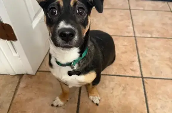 Lost Black Terrier Mix on 3rd Ave