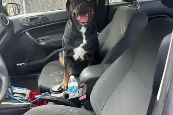 Missing dog Houston, photo: Lost Rottweiler Mix: Minnie in Houston