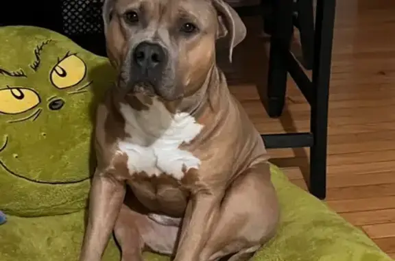 Lost Dog: Brown Coat, White Chest