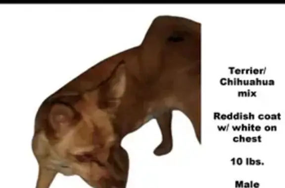 Lost Dog: Fox-Faced, Reddish Coat - AZ