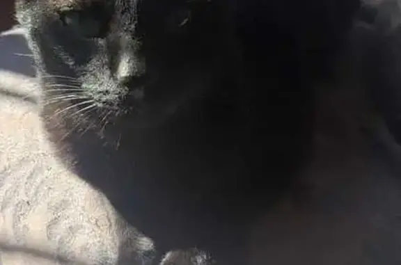 gato desaparecida