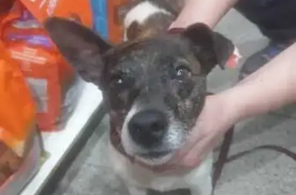 cachorro encontrada