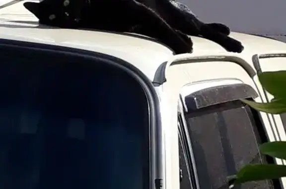gato desaparecida