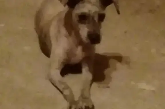 Perro Schnauzer Perdido en Neza: Gris Claro