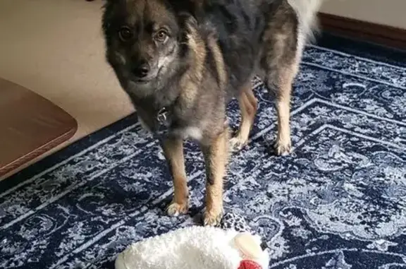 Lost: Sweet Brown Dog on NJ 94, Newton