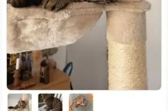 Animaux perdus , photo: Chatte tigrée perdue à Échenoz-la-Méline