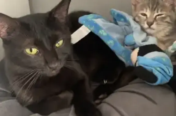 Animaux trouvés Sarreguemines, photo: Chatte noire câline trouvée à Sarreguemines