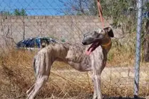 Perra Perdida con Collar Amarillo en Albacete