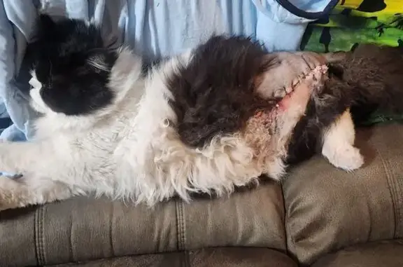 Lost 3-Legged Persian Cat in Moreton Bay