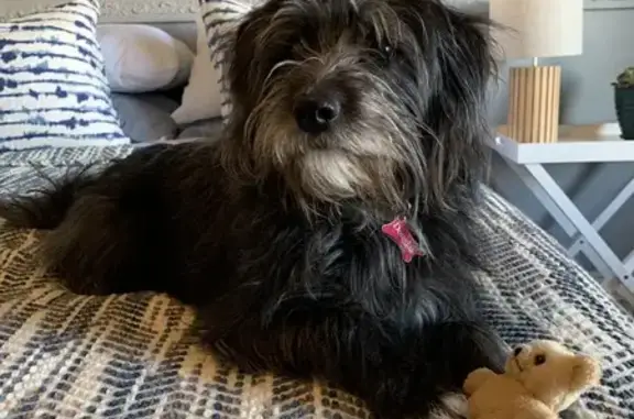 Lost Dog: Friendly Black Coat in Moonee
