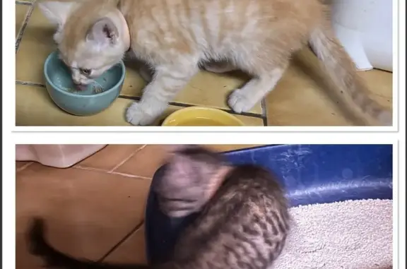 Animaux trouvés Carcassonne, photo: Chat trouve deux chatons sur un parking