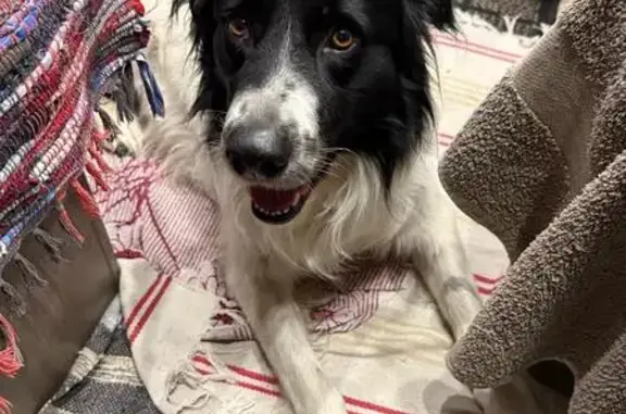 Chien trouvé , photo: Chien mâle Border Collie trouvé amaigri
