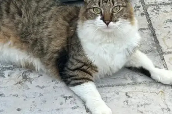 Chat tigré et blanc perdu à Beaune - photo
