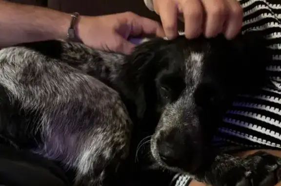 Chien trouvé Maing, photo: Jeune épagneul breton trouvée à Maing