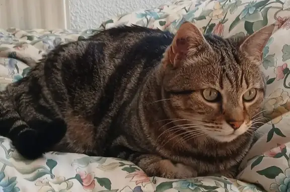 Chat Européen tigré perdu à Fontaine - photo