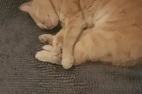 Animaux perdus Vitry-sur-Seine, photo: Chat perdu : Simba, 8 ans, beige tigré